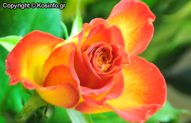 xrysanthemo2-05.jpg